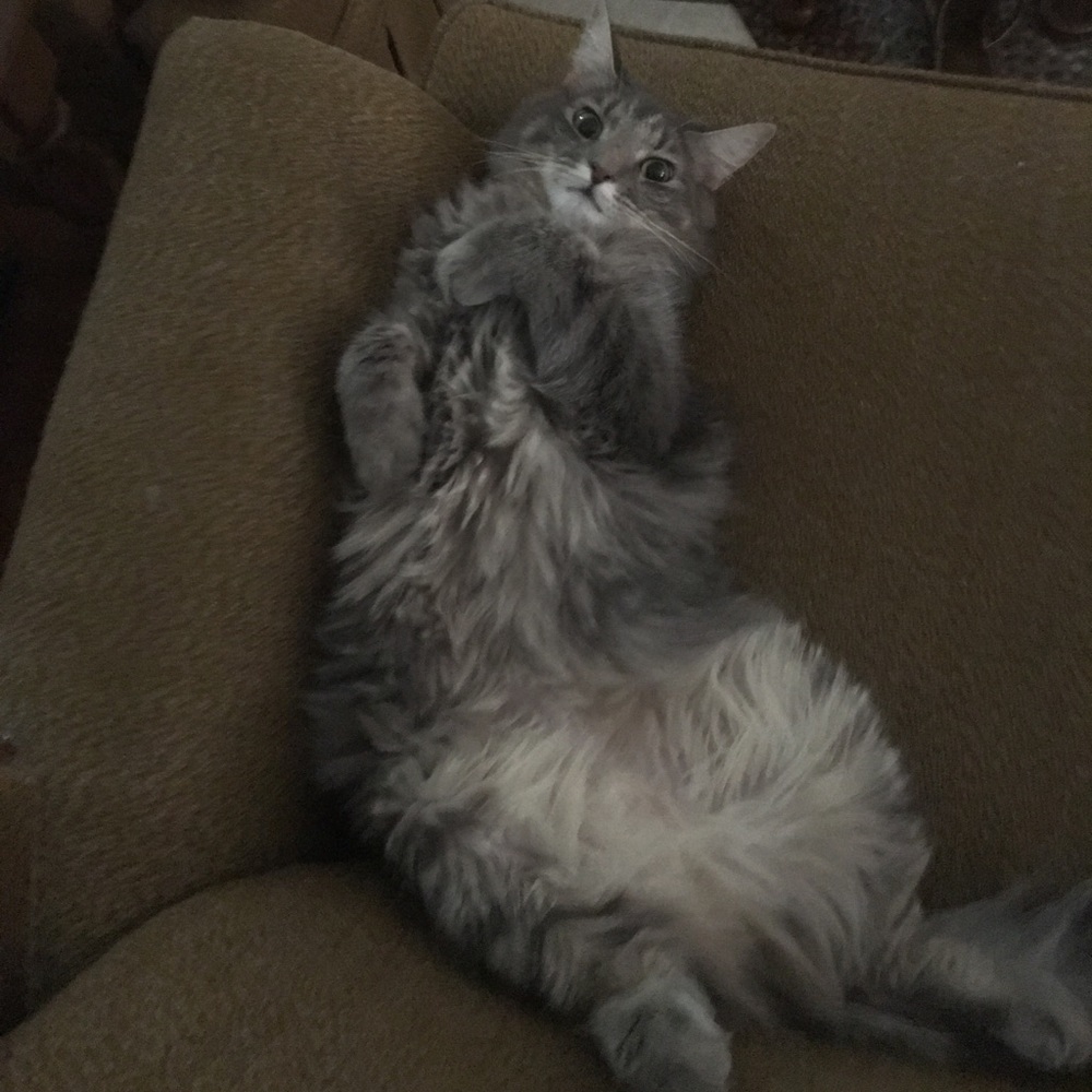 Meet your Posher, Auburn